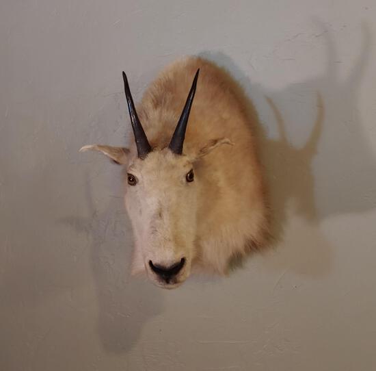 Mountain Goat Shoulder Mount Taxidermy: 24.21 About 7" horns 17" - wide 25" - tall 21" - out