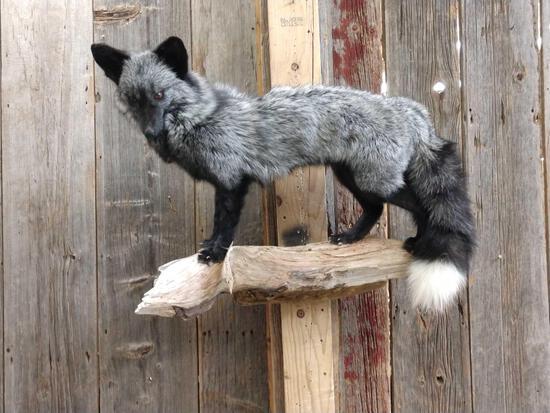 Silver Fox Full Body Taxidermy Mount: 61.26 on a Driftwood hanging base brand new Mount about 31" wide x 29" tall x 18" out