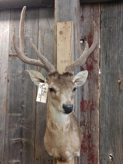 Rusa Deer Shoulder Mount Taxidermy: 8.36 Native to Indonesia with great hair & big antlers in partial velvet Nice clean mount overall dimensions about 49" tall x 23" wide x 24" out from the wall