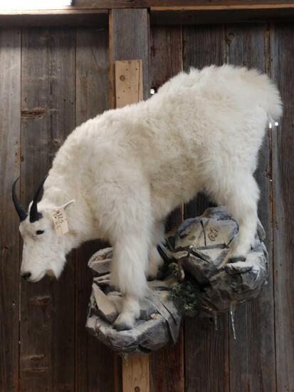 Excellent Mountain Goat Full Body Taxidermy Mount: 12.5 This is probably the best example of a mountain goat that we have offered for auction in the last 20 years ! The hair is extra soft & fluffy with a snow white color . Right horn 10" left horn 9 4