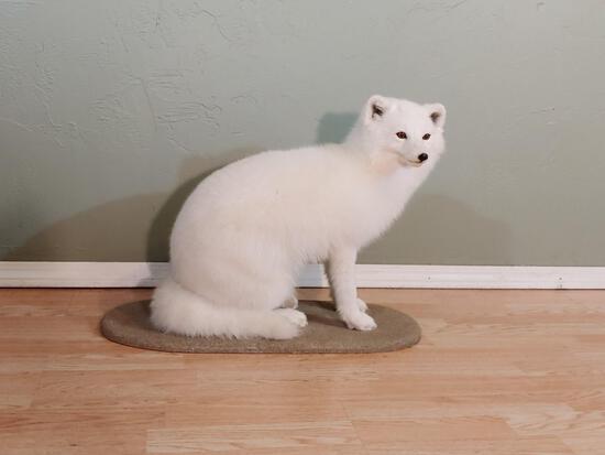 BEAUTIFUL Arctic Fox Full Body Taxidermy Mount: 24.2 Exceptional quality taxidermy with snow white winter fur; Please not the previous 2 lots featuring arctic fox in transional color phase from summer to winter; this one completes the set !; Overal