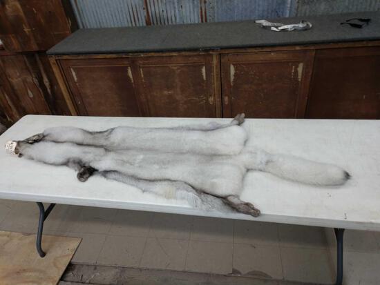 GIANT Blue Fox Fur Taxidermy: 44.45 Brand New Piece nice soft tan and the prettiest softest fur ever ! This fur is as big or bigger than most wolf pelts about 76" long x 22" wide