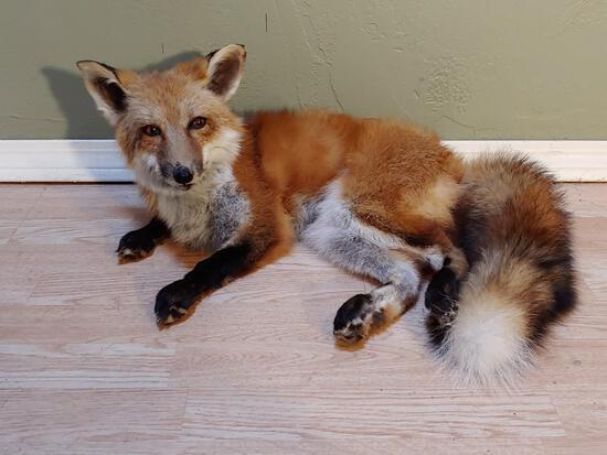Red Fox Laying Down Full Body Taxidermy Mount: 24.56 Nice quality mount great colors about 22" - long x 23" - wide x 9" - tall