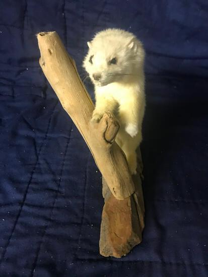 Ermine Full Body taxidermy Mount: 10.93 9" a tallest point, 12 1/2" long, and 4 1/2" wide