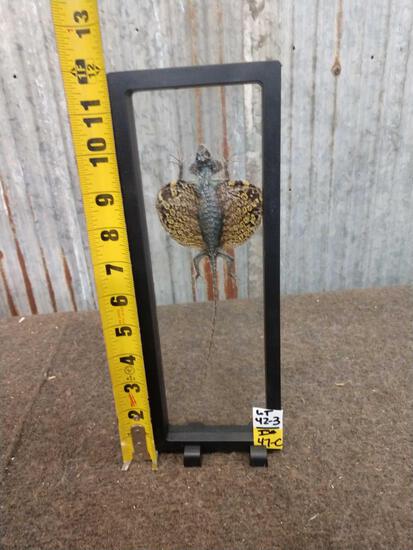 Draco Volans Flying Lizard Taxidermy: 42.3 Cool mount floating in a shadow box frame