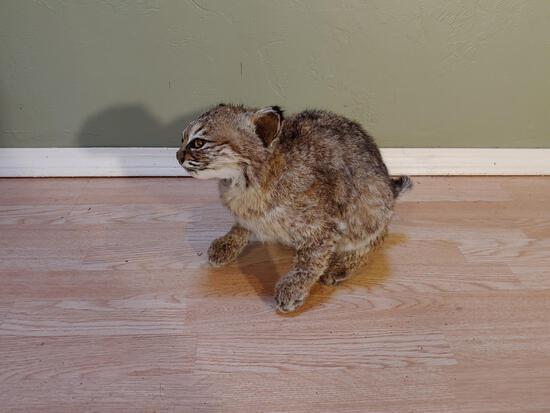 Baby Bobcat Full Body Mount Taxidermy: 24.20 Hard mount to find Very prime fur great color on the small cute kit 12" - tall 15" - long 8" - wide
