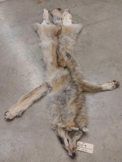 Soft Tanned Canadian Wolf Skin: 25.9 case skinned thick prime fur feet intact about 69" long