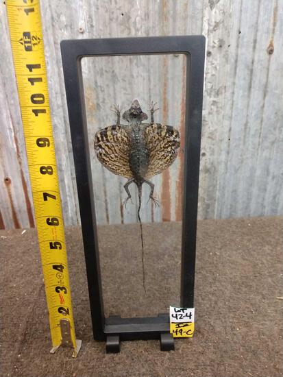 Draco Volans Flying Lizard Taxidermy: 42.4 Cool mount floating in a shadow box frame