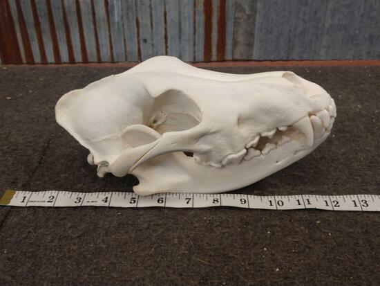 Alaskan Wolf Skull: 48.27 Nicely done skull