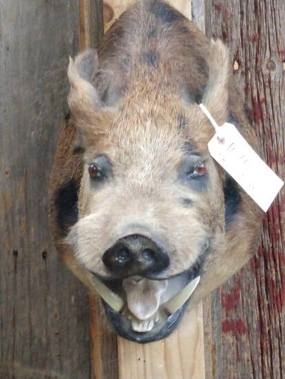 Wild Hog Shoulder Mount Taxidermy: 10.46 overall dimensions about 20" tall x 12" wide x 23" out from the wall