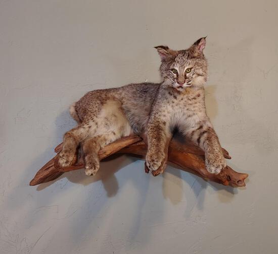 Bobcat Relaxing On Driftwood Full Body Taxidermy Mount: 24.55 Nice mount with a great look on driftwood hanging base about 38" - wide x 26" - tall x 20" - out