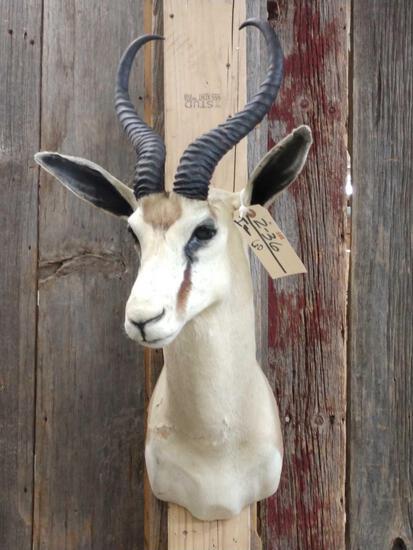 African Springbok Shoulder Mount Taxidermy: 2.36 Solid mount overall dimensions about 29" tall x 15" wide x 17" out from the wall