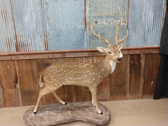 Axis Deer Full Body Taxidermy Mount: 14.80 Extra nice mount great markings on a light weight roll around base overall dimensions about 66" tall x 58" long x 24" wide