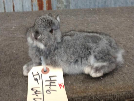 Baby bunny rabbit full body Taxidermy mount: 44.6 cute factor is high on this one brand new mount