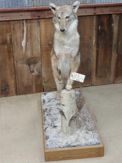 Coyote Full Body Taxidermy Mount: 18.4 cool pose on a snow scene base overall dimensions about 45" tall x 40" long x 18" wide