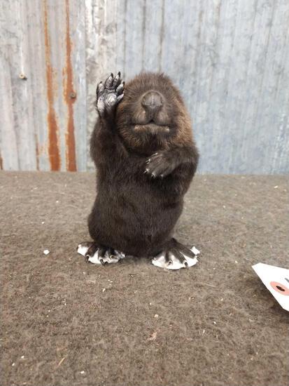 Baby Beaver Waving Full Body Taxidermy Mount: 44.4 brand new Mount cute little guy