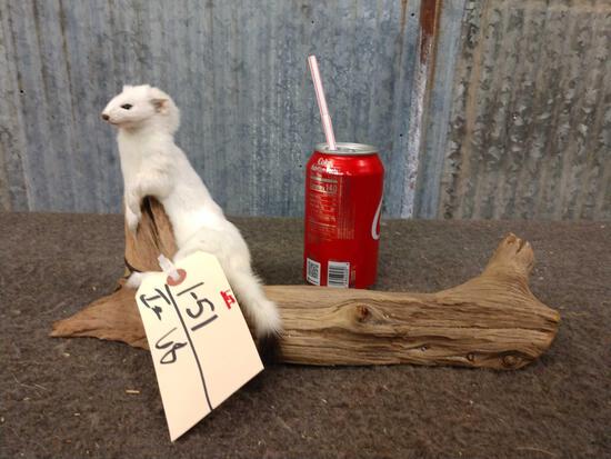 Ermine Full Body Taxidermy Mount: 1.51 In driftwood like new mount