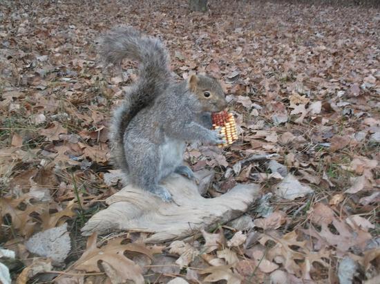 Squirrel Eating Corn Taxidermy: 15.16 Cute little guy about 13" x 13" x 10"
