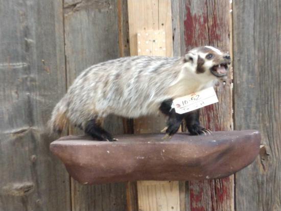 Badger Full Body Taxidermy Mount: 10.52 On light weight hanging base overall dimensions about 15" tall x 26" wide x 14" out from the wall