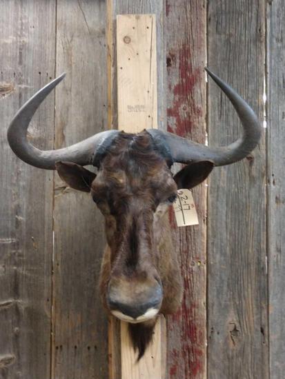 African Blue Wildebeest Shoulder Mount Taxidermy: 2.17