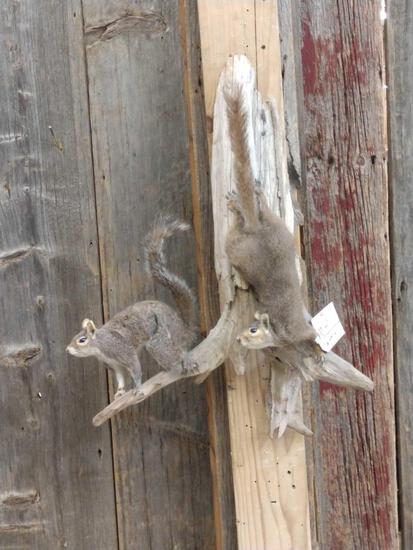 Pair Of Squirrels On Driftwood Taxidermy: 10.41 Cool mount on driftwood hanging base