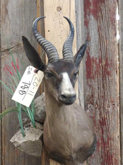 Chocolate Springbok Shoulder Mount Taxidermy: 20.11 With nice habitat hanger overall dimensions about 24" tall x 14" wide x 19" out from the wall