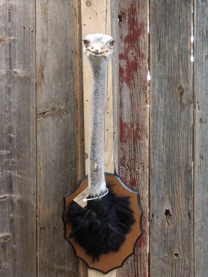 Ostrich Shoulder Mount Taxidermy: 28.90 Cool mount about 42* tall x 13" wide x 23" out from the wall