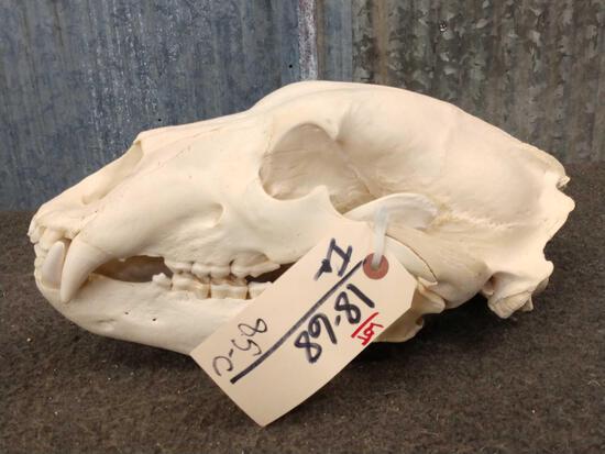 Alaskan Grizzly Bear Skull Taxidermy: 18.68 Nice skull professionally done about 14" long x 8" wide