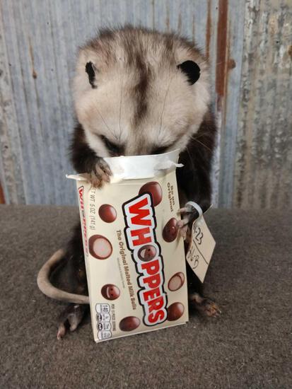 Opossum Eating Candy Taxidermy Mount: 61.23 Brand New Mount