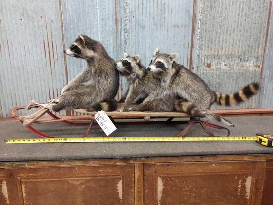 3 Raccoons snow sledding taxidermy: 61.1 brand new mount on a vintage sled