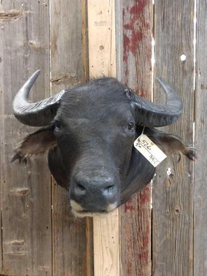 Asian Water Buffalo Shoulder Mount Taxidermy: 52.6 Solid mount overall about 26" tall x 27" wide x 39" out