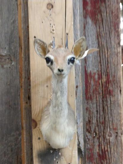African Kirk's Dik Dik Shoulder Mount Taxidermy: 52.1