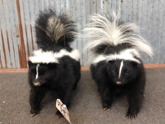 Pair Of Skunks Full Body Taxidermy: 90.46 Both brand new mounts free standing you get TWO mounts for one price !