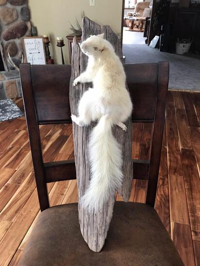 Albino Squirrel Full Body Taxidermy Mount: 88.1 Brand New Mount Awesome Look squirrel is 19?, overall size of mount is 8?W x 26?H