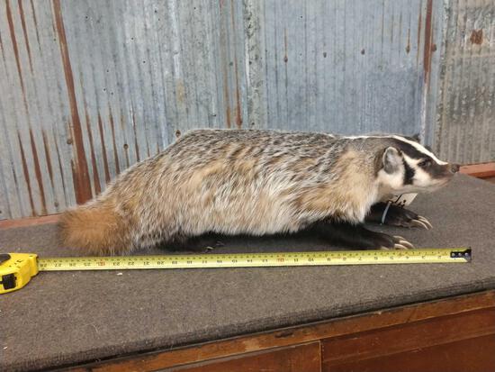 Badger Full Body Taxidermy Mount: 90.51 Thick prime fur big claws Brand New mount !