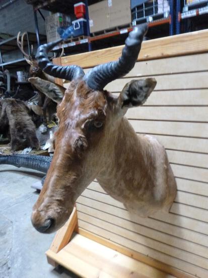 African Tsessebe Shoulder Mount Taxidermy: 2.67 Cool mount Great hair colors12" & 10" horns 27" tall x 38" out