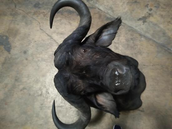 African Cape Buffalo Shoulder Mount Taxidermy: 2.72 Nice looking mount about 39" tall x 42" wide x 45" out