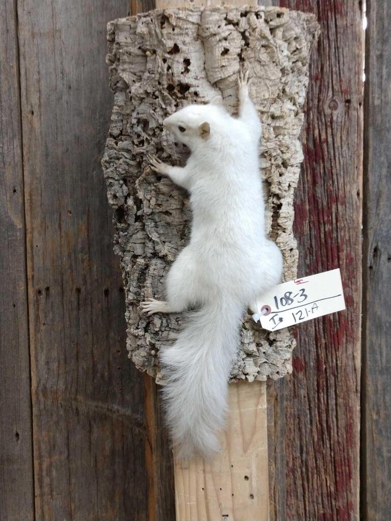White Squirrel Full Body Taxidermy Mount: 108.3 cool mount On light weight hanging base