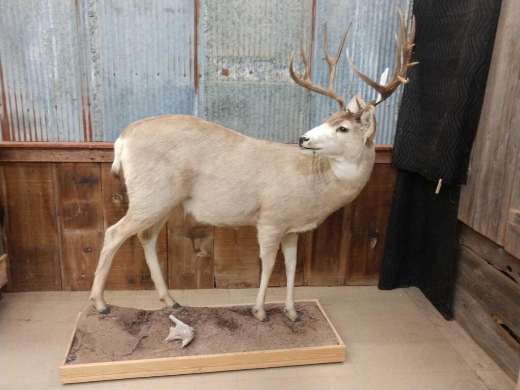 Mule Deer Full Body Taxidermy Mount: 108.1 Solid mount on roll around habitat base gross score around 188" overall about 60" long x 69" tall x 40" deep