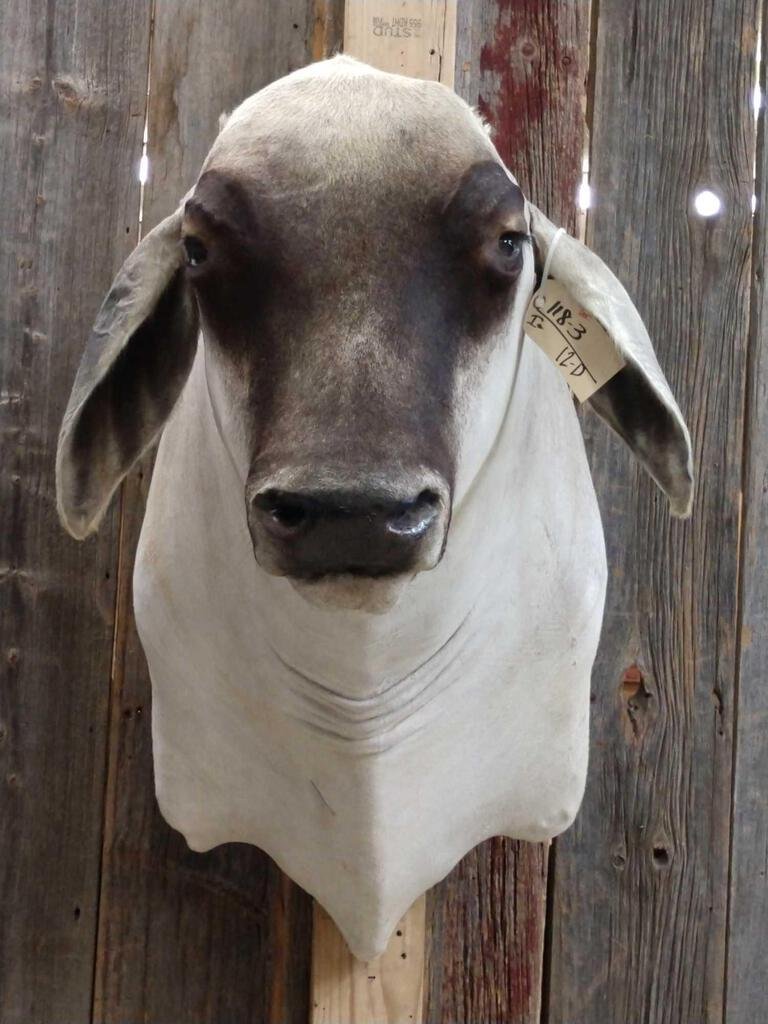 Unique Brahma Bull Shoulder Mount Taxidermy: 118.3 New mount cool look hard to find piece overall dimensions about 36" tall x 25" wide x 38" out
