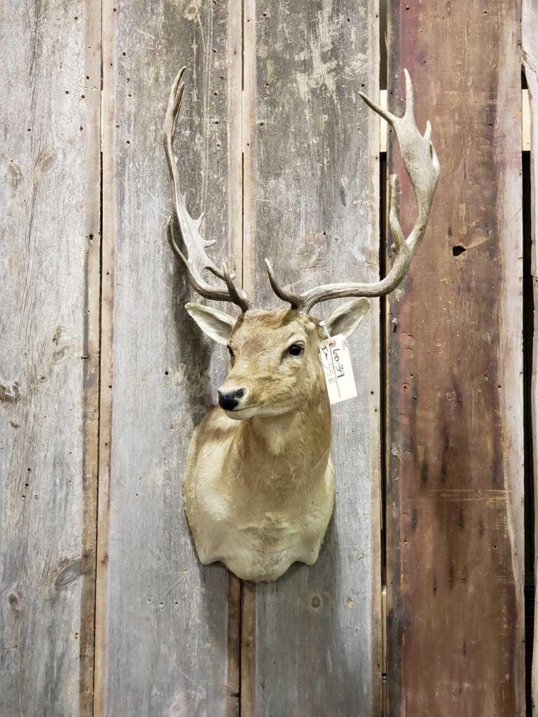 Fallow Deer Shoulder Mount: 60.39 17" wide x 40" tall x 25" deep