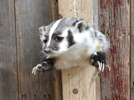 Badger Half Body Taxidermy Mount: 54.7 Brand new mount big claws