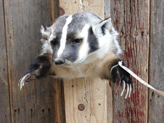 Badger Half Body Taxidermy Mount: 54.10 Brand new mount big claws