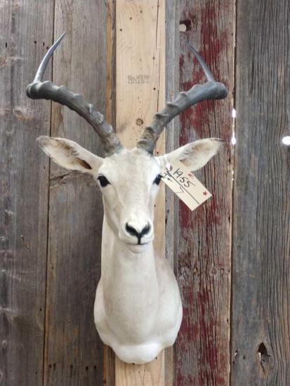 African Impala Shoulder Mount Taxidermy: 19.55