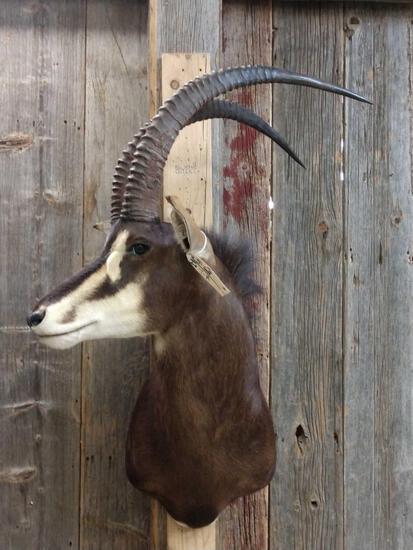 African Sable Shoulder Mount Taxidermy: 5.68 Good color older mount but still solid about 46" tall x 32" wide x 27" out