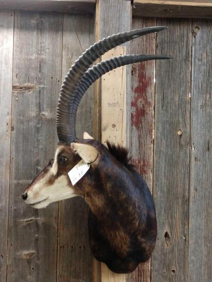 African Sable Shoulder Mount Taxidermy: 7.193 Hard right turn pose about 44" tall x 28" wide x 28" out