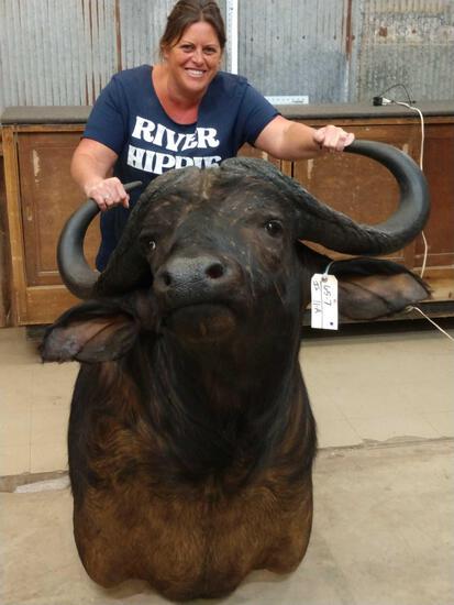 African Cape Buffalo Shoulder Mount Taxidermy: 65.7 Big horns about 36" wide overall about 41" tall x 45" out from the wall