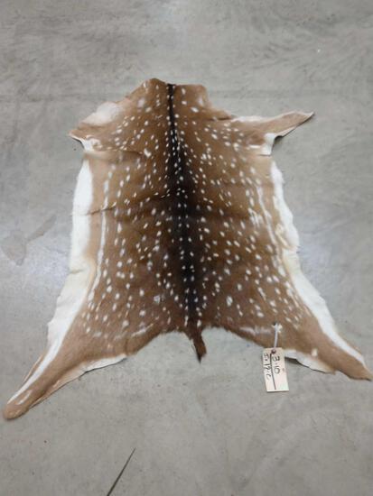 Axis Deer Soft Tanned Skin Taxidermy: 3.10 Great color & markings brand new tan about 48" long x 38" wide