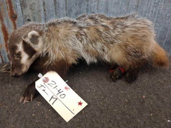 Juvenile Badger Full Body Taxidermy Mount: 21.40 In sleeping pose