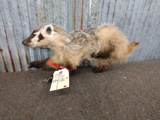 Juvenile Badger Full Body Taxidermy: 21.39